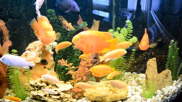 Аквариум с малавийскими цихлидами 350 литров смотреть онлайн