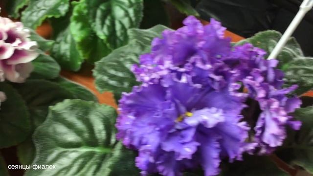 Сеянцы фиалок в работе из коллекции Фиалковода. 4 июня 2019 года смотреть онлайн