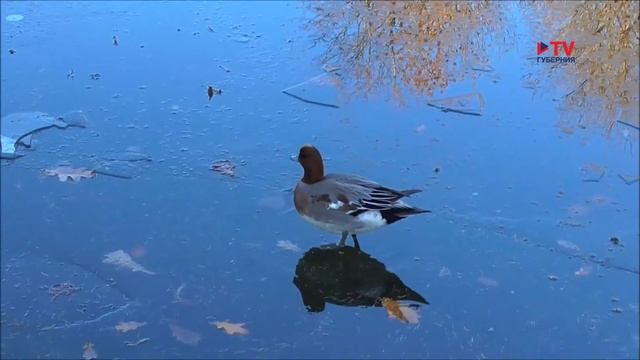 Орнитология: свиязь смотреть онлайн