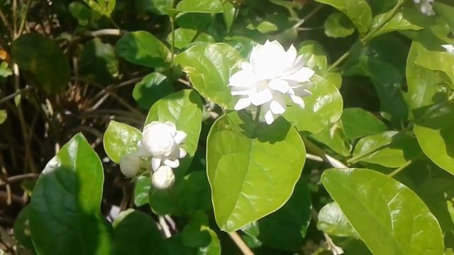 Jasminum Sambac Plant - Mogra - Arabian Jasmine.. смотреть онлайн