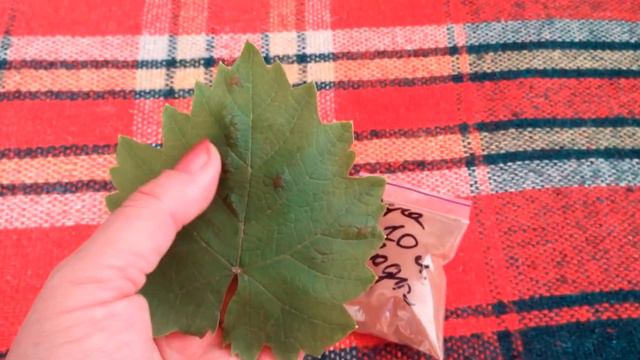 БОЛЕЗНИ ВИНОГРАДА!!! БОРЬБА С БОЛЕЗНЯМИ, ОПРЫСКИВАНИЕ / GRAPE DISEASE !!! Disease Control, спраинг смотреть онлайн