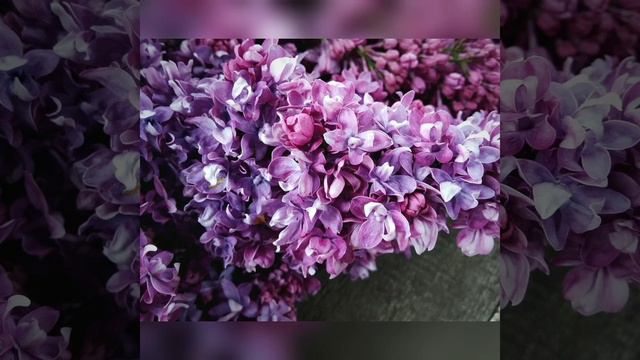 Начинаем цикл о сиренях. Давайте знакомиться. Начало. смотреть онлайн