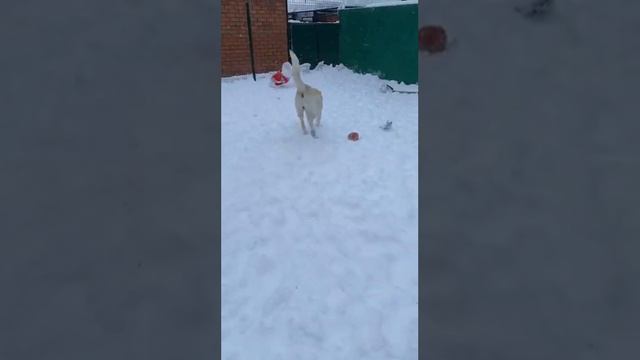 Собака-улыбака Эпик из Малинок смотреть онлайн