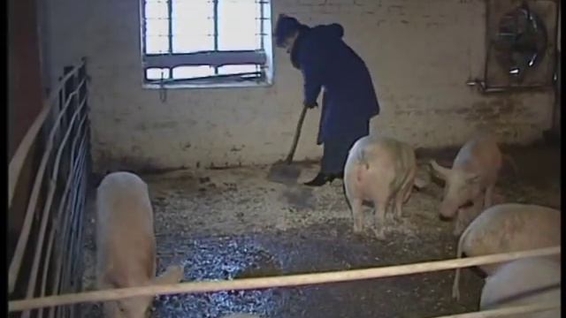 Назифа Кадырова со свиньями