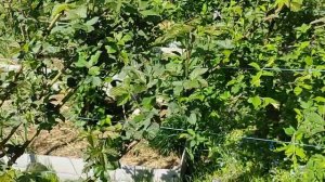 ежевика Небеса могут подождать, есть особенность