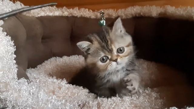 Фани - экзотическая короткошерстная кошка смотреть онлайн
