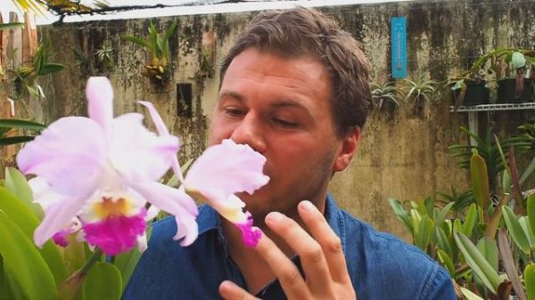 Cattleya mendelii - Orchideen erfolgreich pflegen