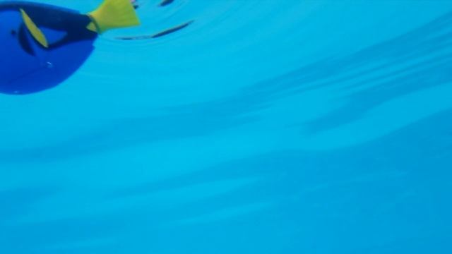 РЫБКА ДОРИ заплыла в наш БАССЕЙН//День 5//ОГРОМНЫЙ ЖУК//Robotic fish DORY in the SWIMMING POOL смотреть онлайн