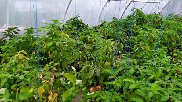 Пинк Кристал VS Фенда VS Ханни мун VS Пинк Буш второй оборот/обзор смотреть онлайн