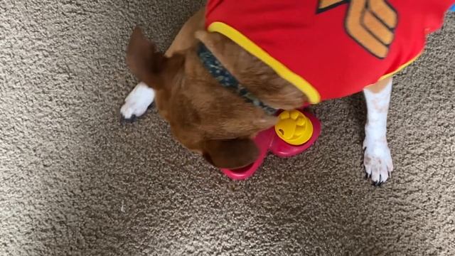 Enrichment Toy Time! Dog Puzzles 2020 смотреть онлайн