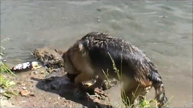 Купальный сезон Альмы смотреть онлайн