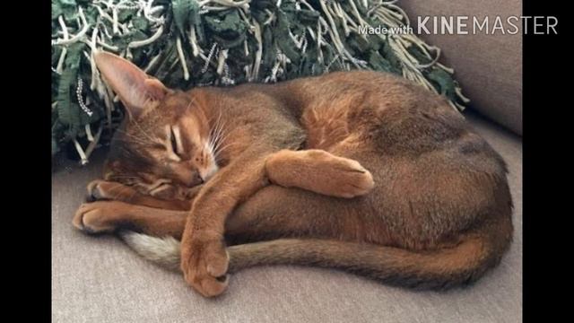 Берегите глаза тут милота смотреть онлайн