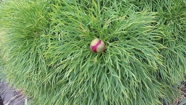 Что категорически нельзя делать на Красную горку. смотреть онлайн