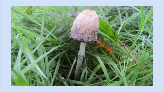 Coprinus comatus – portret van geschubde inktzwam смотреть онлайн