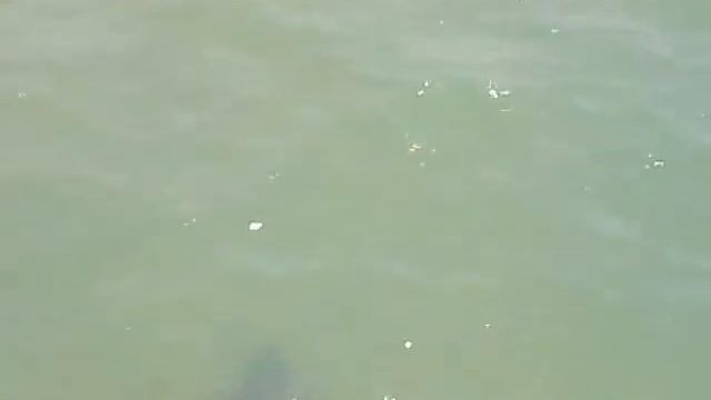 Черноморский дельфин (афалина). Краснодарский край пос.Волна смотреть онлайн