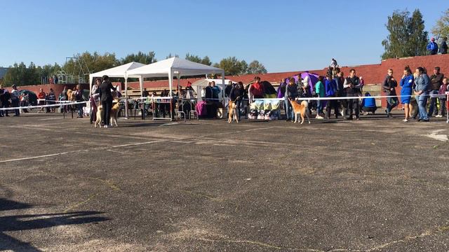 MONO 5 GROUP 24.09.2017 | FEMALE | AKITA DOG SHOW BELARUS MINSK АКИТА ВЫСТАВКА СОБАК БЕЛАРУСЬ МИНСК смотреть онлайн