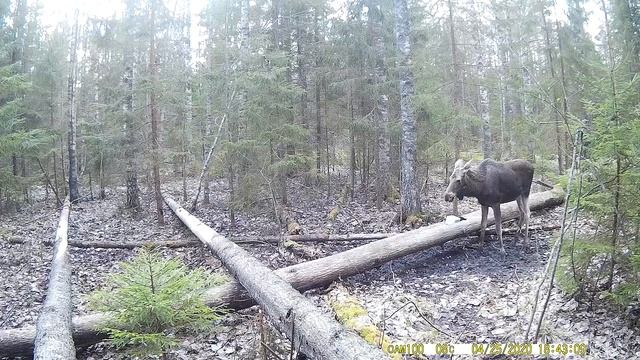 Как дикий лось на солонце забавно чихает.Интересные факты о диких животных. смотреть онлайн