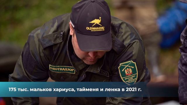 Холдинг «СДС-Уголь» и КАО «Азот» выпустили в реки Кузбасса мальков редких пород рыб смотреть онлайн