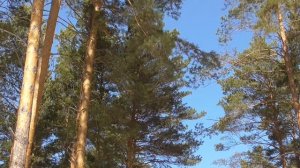 Божественное исцеление желудка  Для мужчин  Настрои академика Сытина Г.Н.