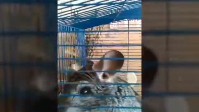 Пять интересных фактов о шиншилле смотреть онлайн