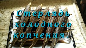 Холодное копчение рыбы (стерлядь).
