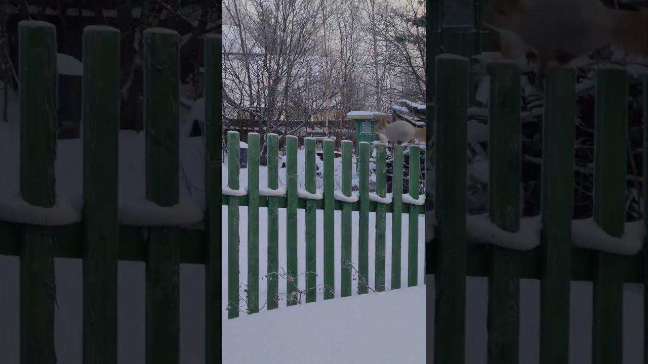Белки на даче смотреть онлайн