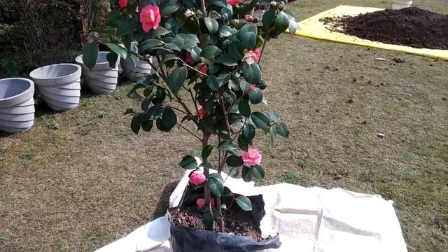 How To Grow And Take Care Of Camellia Japonica (Japanese Camellia )