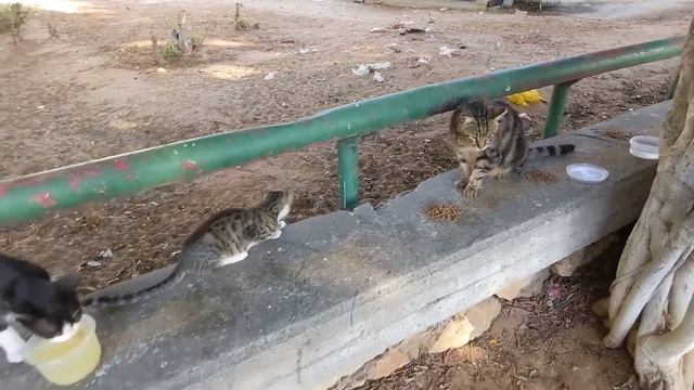 Котенок ? рычит на  бабушку ? Kitten Growls To Grandma ? Kucing Lucu Gatos Graciosos 猫 Chat Drôles