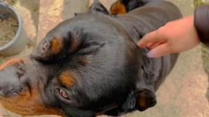 Закрываем ротвейлера когда приходят гости