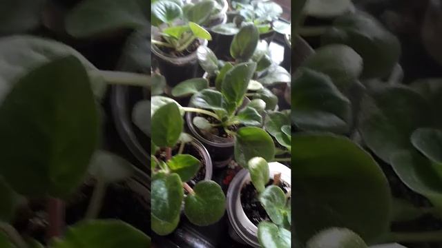 Мои фиалки. Для начинающих. смотреть онлайн