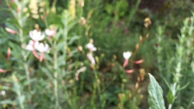 Готовый блок из наперстянки, люпина, кентрантуса и других "звезд" летнего цветника. смотреть онлайн