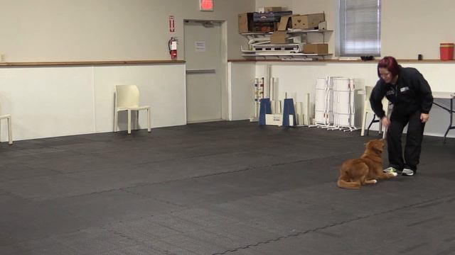 Dog Tricks: Crawl Forward On Command смотреть онлайн