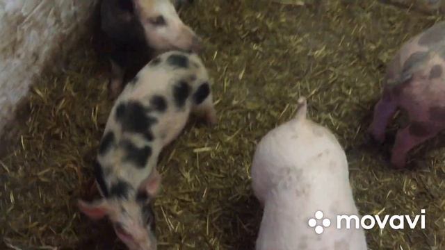 Приступ у поросёнка. Что это может быть?! смотреть онлайн