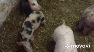 Приступ у поросёнка. Что это может быть?!