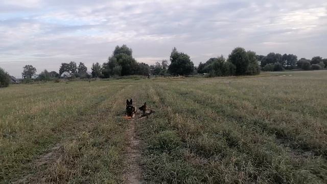 немецкие овчарки смотреть онлайн