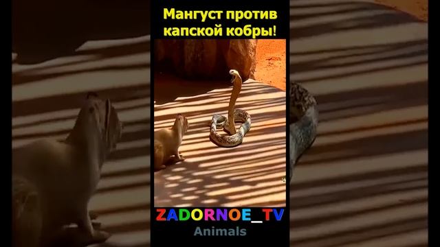 Мангуст прогнал капскую кобру! смотреть онлайн