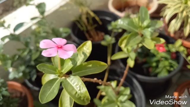 Overview of Plants Part 1: Croton & Vince смотреть онлайн