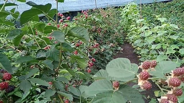 Сорт ежевики Небеса могут подождать смотреть онлайн