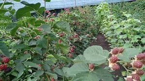 Сорт ежевики Небеса могут подождать