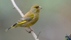 Голоса птиц: обыкновенная зеленушка