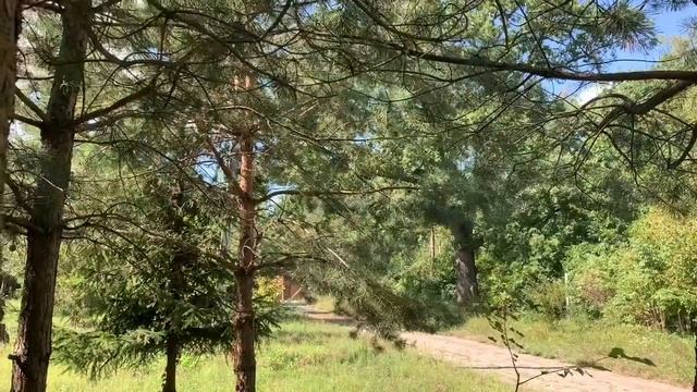 ИОНИЗАЦИЯ ВОЗДУХА И ЕЁ ВЛИЯНИЕ НА ЖИВЫЕ ОРГАНИЗМЫ. смотреть онлайн