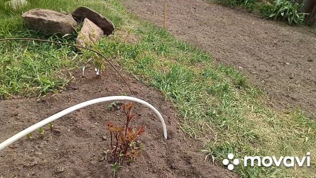 Аномальная жара/в огороде сил нет что то делать/21мая смотреть онлайн