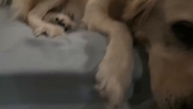 Dogs React: Home Alone with Chels (SCS #169) смотреть онлайн