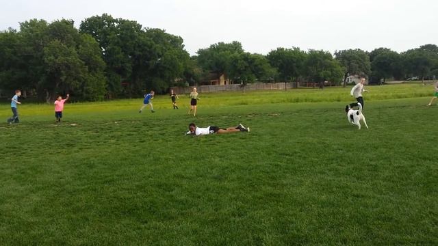 Herding dog tackles kids pt1 смотреть онлайн