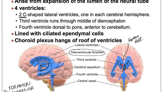 13J NS Brain Protection of the Brain смотреть онлайн
