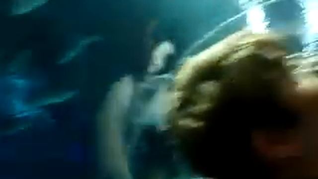 Архив /1/ Астана. Океанариум "Думан" смотреть онлайн