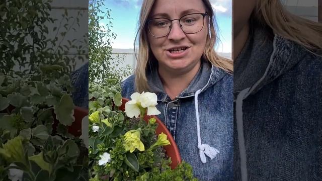 Красавица бакопа ?? смотреть онлайн