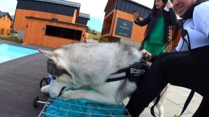 ХАСКИ НАПАЛИ НА КОШКУ / ТРЭШ коты против собак