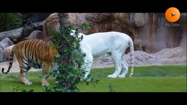 White Tiger and Bengal Tiger - [Full HD] Animal Breeds, White Tiger and Bengal Tiger Breed, My Tube смотреть онлайн