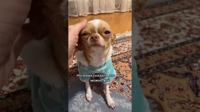 Чихуахуа и можно все смотреть онлайн
